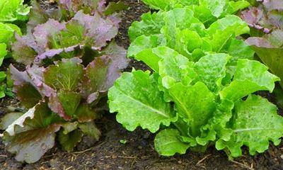 Growing lettuce for the home garden - part 1