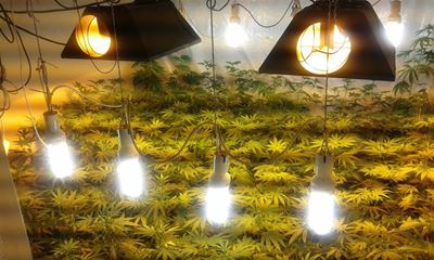 Father & son arrested following discovery of hydroponic dagga lab