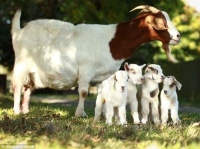Goat production: Weaning kids