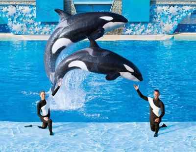 SeaWorld to phase out killer whale display in San Diego