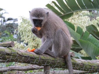 Monkey stowaway saved from cargo ship