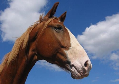 Keeping a working horse