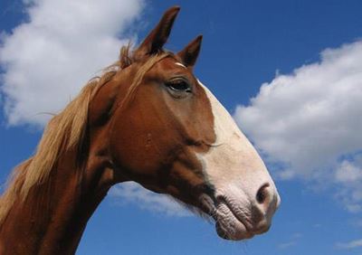 Keeping a working horse