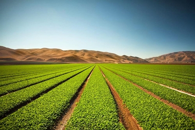 Agriculture value chain a powerful sustainability tool