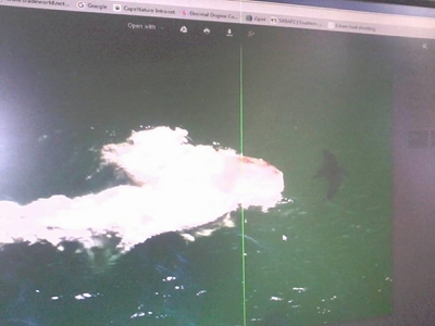 Whale carcass floating off Swartvlei Beach