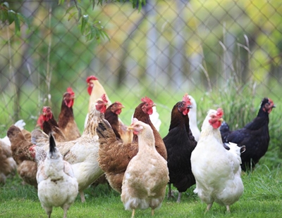 SA, US close to meat trade resolution