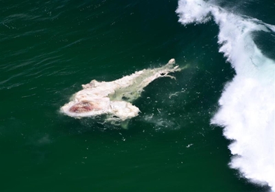 Whale carcass washes up at Swartvlei