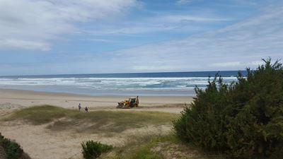 Update: Whale carcass washes up