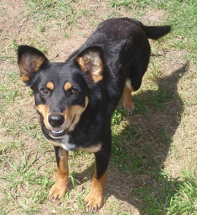 Knysna Animal Welfare: Facts and figures