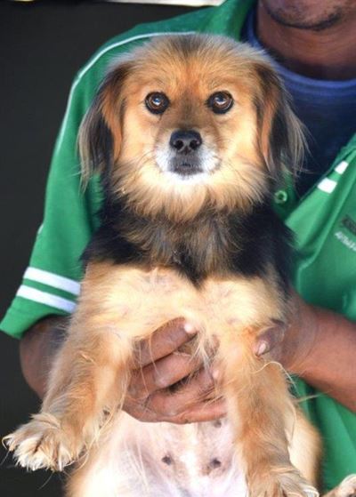 Honde en katte vir aanneming by skut