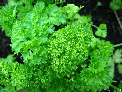 How to grow parsley