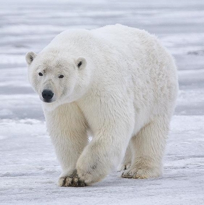 Polar bear numbers to fall as Arctic ice shrinks