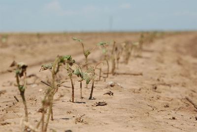 Government adds R100 million to drought relief efforts