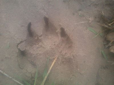 ‘Lion’ stops jogger in his tracks