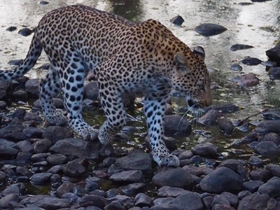 Swiss woman killed by leopard