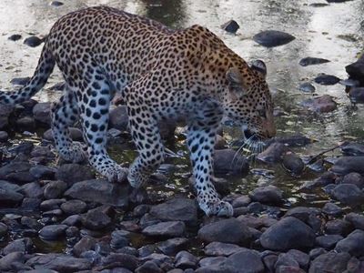Swiss woman killed by leopard