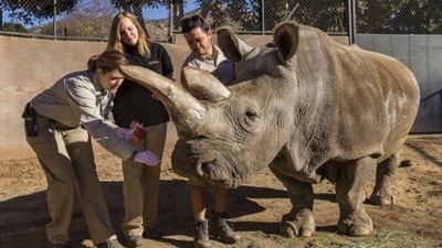 Northern white rhino dies in US, leaving only three alive