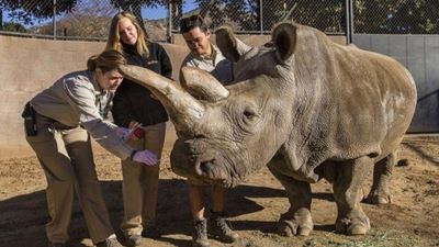 Northern white rhino dies in US, leaving only three alive