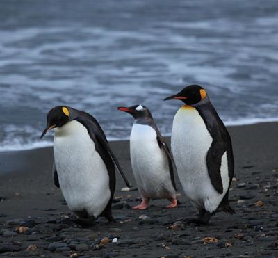 DNA testing of penguins a first for EL aquarium