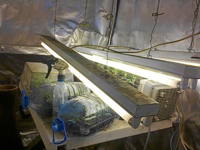 Geen borgtog vir 2 oor dagga