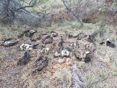Vultures killed for muti in Letaba Ranch