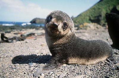 Seal pups in distress