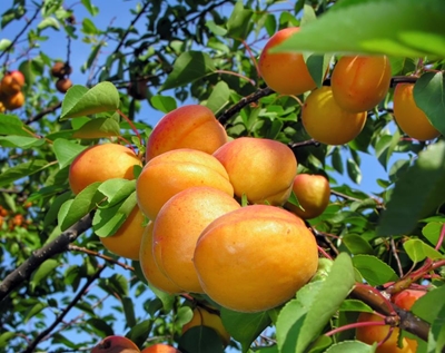 Appelkoosfees dié naweek