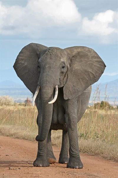 8 Zimbabweans charged for poisoning elephants