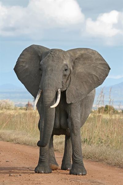 8 Zimbabweans charged for poisoning elephants