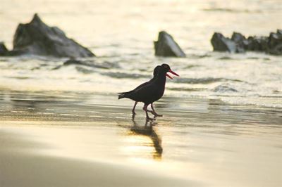 Don't disturb Black Oyster Catchers
