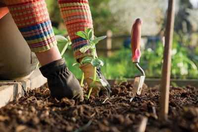 Festive gardening ideas