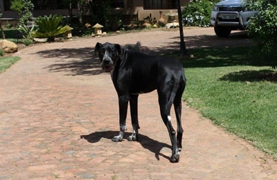 Opvolg: Verwaarloosde hond kry nuwe huis