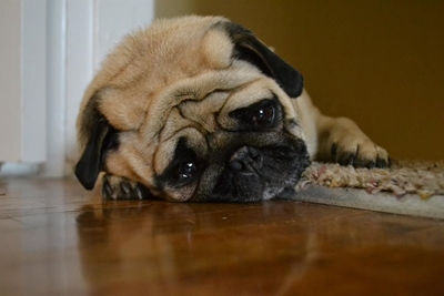 The sad truth about pets given away
