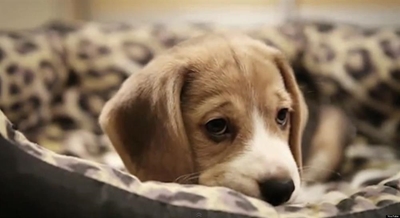 The sad truth about pets given away
