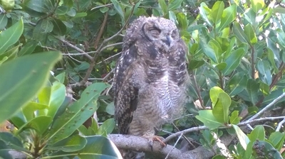 Hoot for Sedgefield with owl chicks