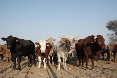 Resolute Namibian farmers cope with drought, disease