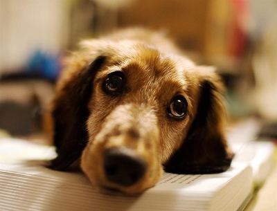 SPCA urgently needs volunteers