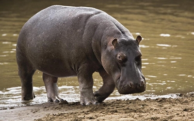 3 killed by hippo near Beit Bridge