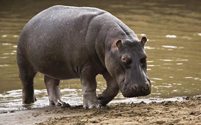 3 killed by hippo near Beit Bridge