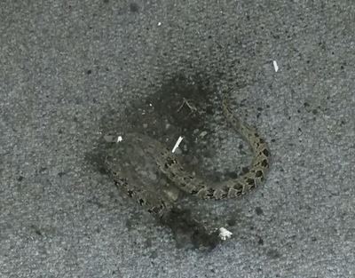 Deadly snake dumped outside mayor’s office