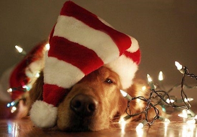 Bikers give SPCA an early Christmas gift