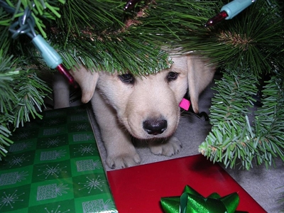 Are pets the best Christmas gifts?