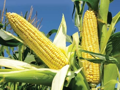 Yellow maize imports exceed SA record