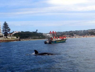 Orca whale spotted in Plett