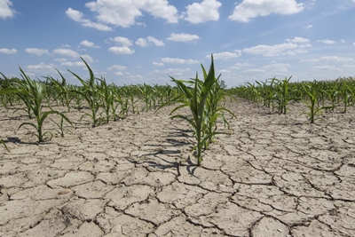 Droogte tref buurlande ook hard