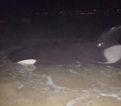 Orca saved with help of community