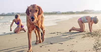 Dogs may take owners to beach