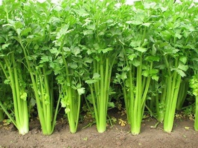 Growing celery