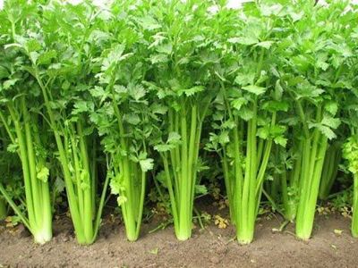 Growing celery