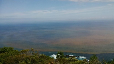 Red tide enters Knysna estuary